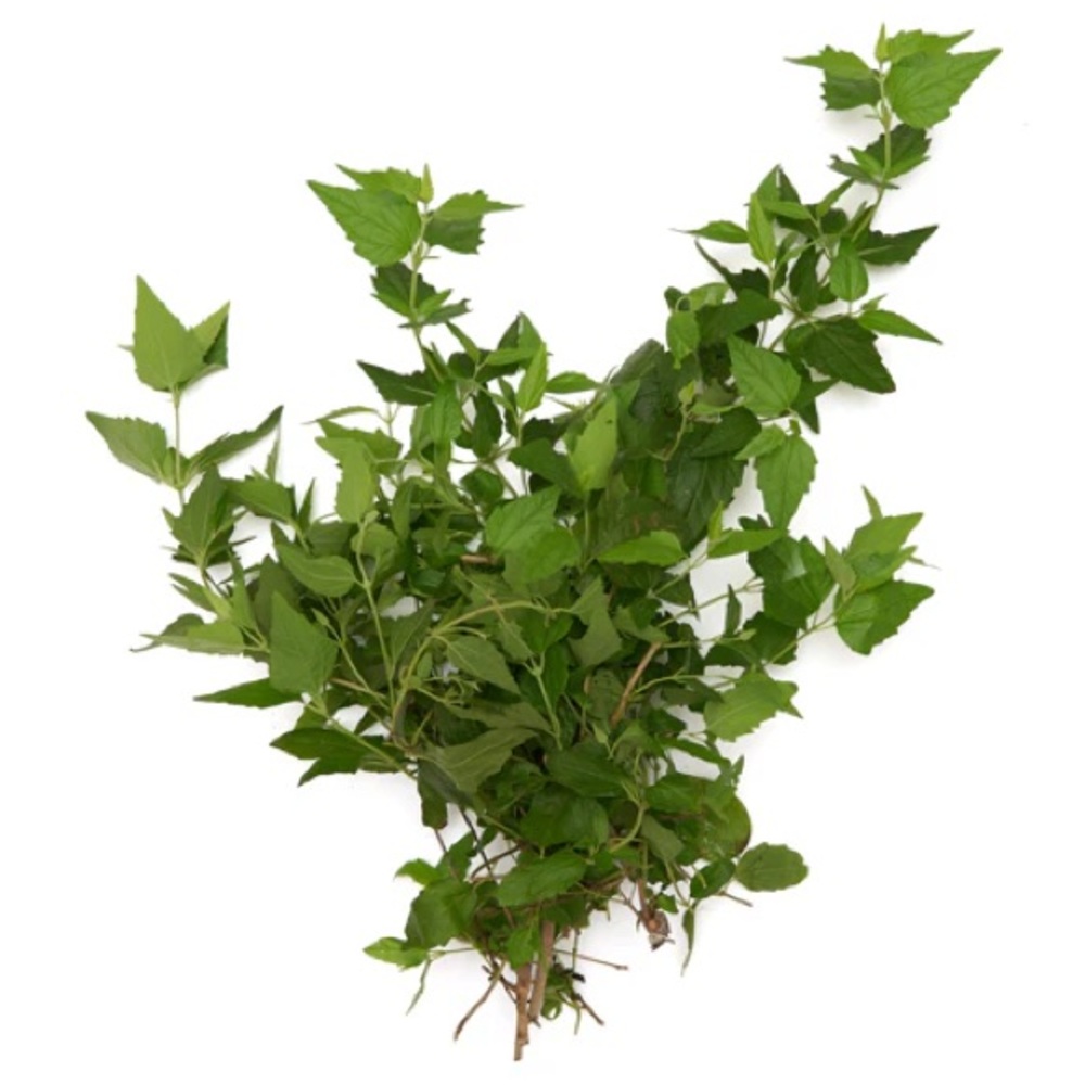 Road opener herb. Abre caminos ramas frescas. Magical herbs.Hierbas espirituales